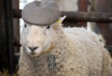 英国农场1只公羊1天令33只母羊怀孕