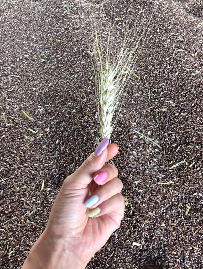米麦带您走进原产地，寻找真正的益寿食品
