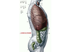 人体右侧面解剖图