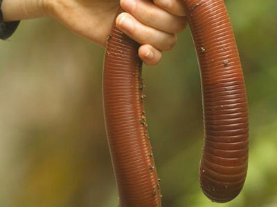澳大利亚巨型蚯蚓图片